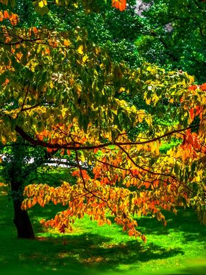 FOLHAS DE OUTONO COLORIDAS 2