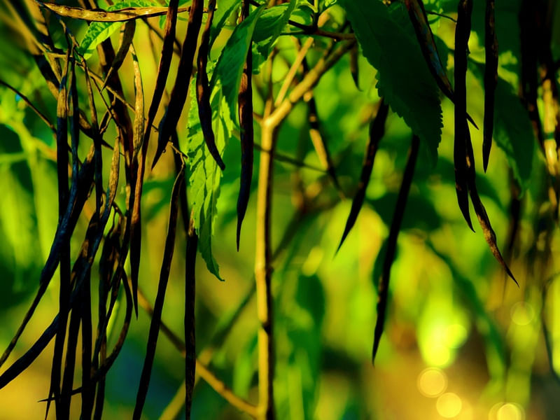 GALHOS VERDES