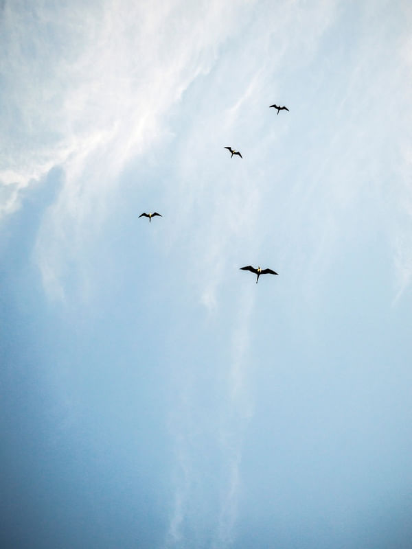 CÉU E AVES