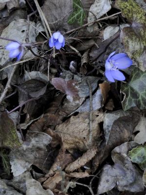 FLORES INVERNAIS