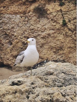 GAIVOTA NA PRAIA