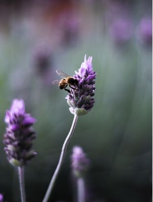 ABELHA NA LAVANDA