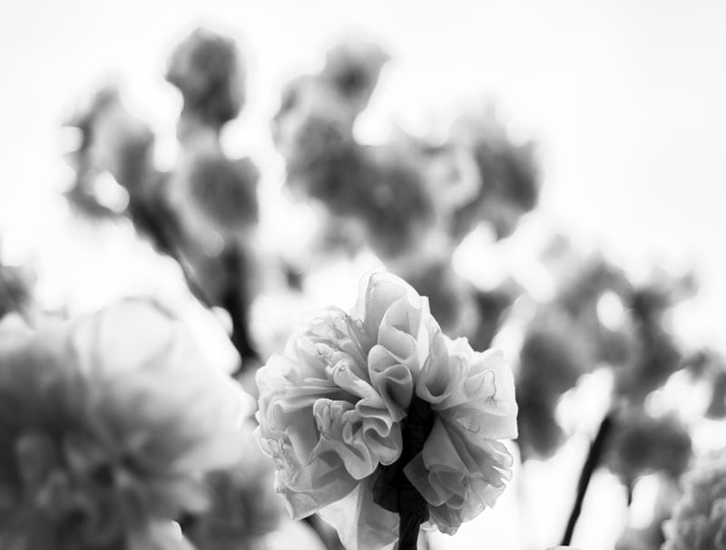 FLORES ARTIFICIAIS II