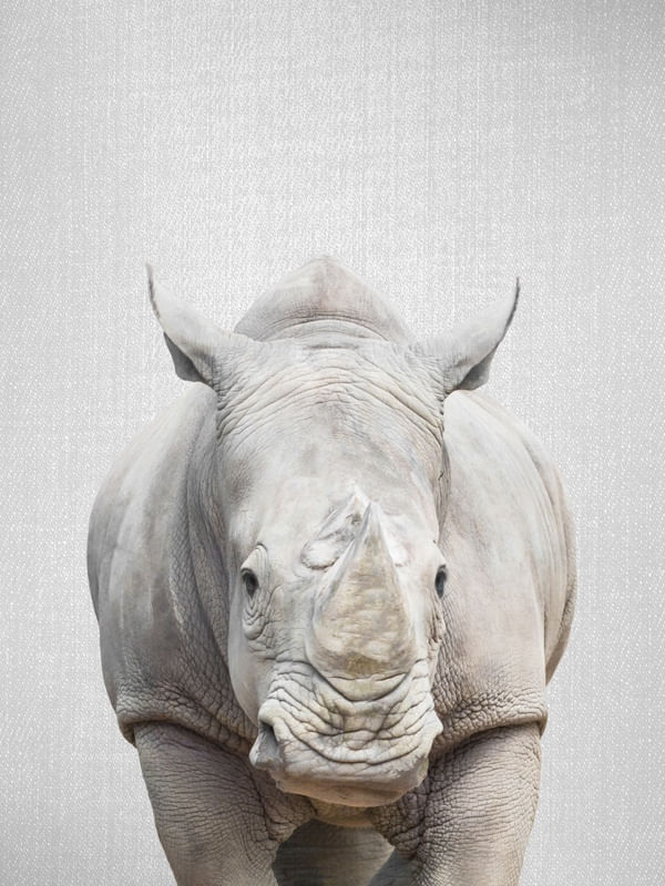 RHINO - COLORFUL
