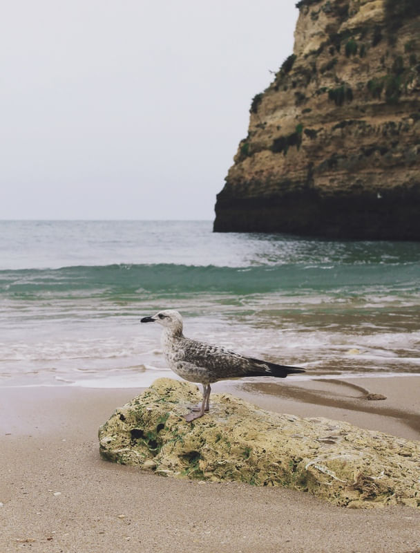 GAIVOTA NA PRAIA II