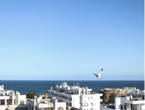 CÉU AZUL E A GAIVOTA