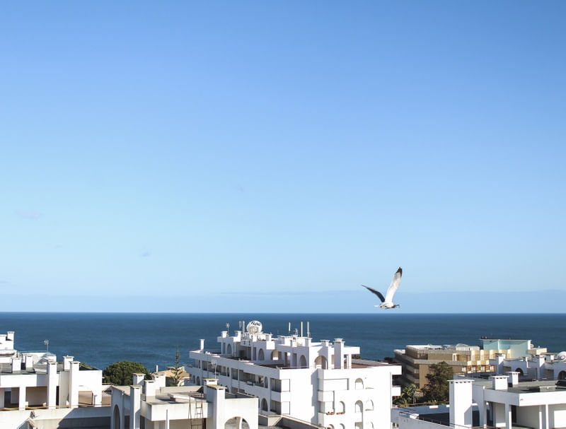 CÉU AZUL E A GAIVOTA