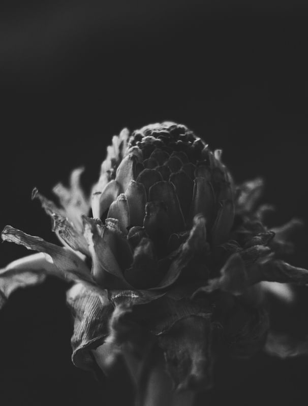 OPHELIA