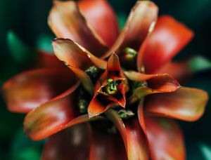 RED PRINCESS