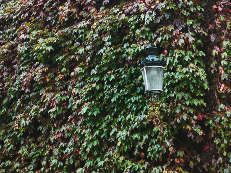 MURO VERDE
