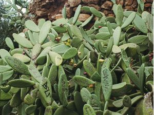 CACTOS VANDALIZADOS