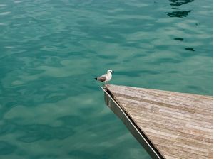 DESCANSO DA GAIVOTA