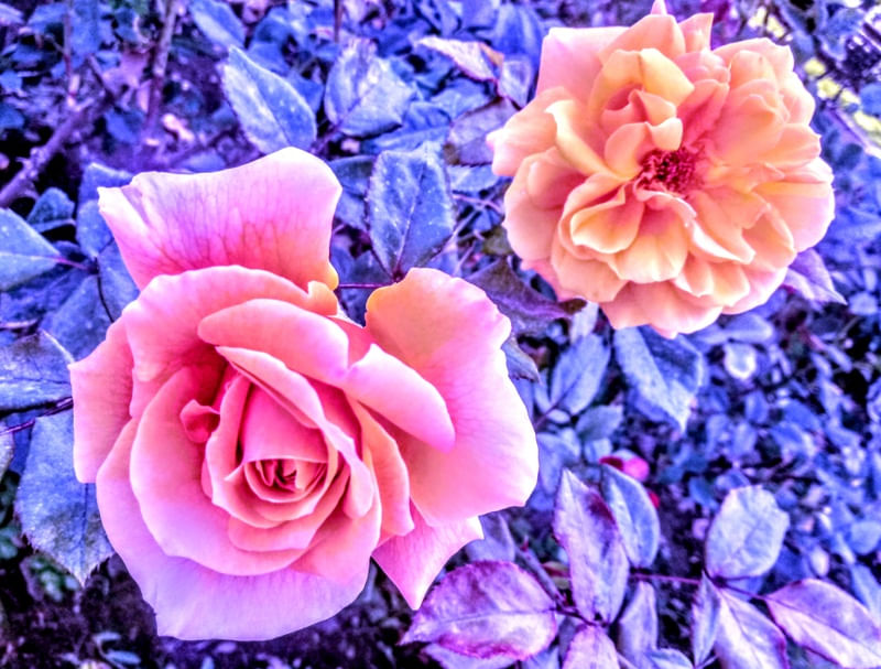 ROSEIRAL I (H)