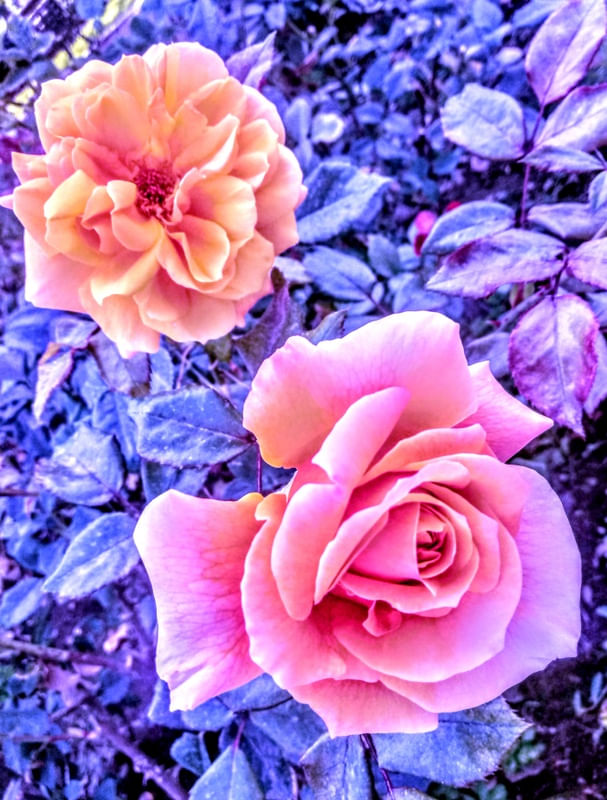 ROSEIRAL I (V)