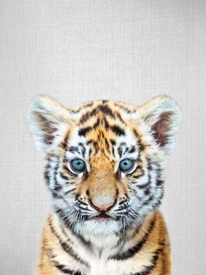 BABY TIGER - COLORFUL