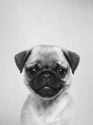 PUG PUPPY - BLACK & WHITE