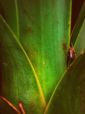 AGAVE L