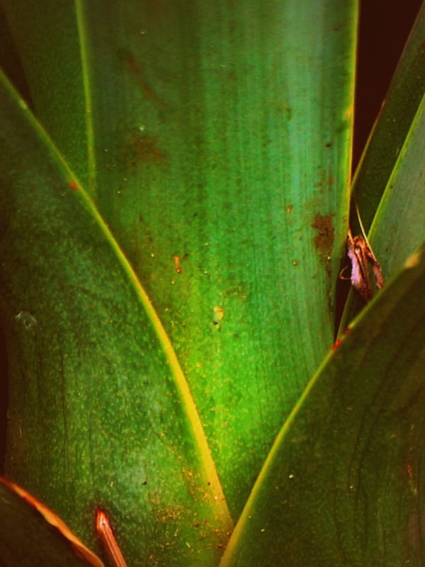 AGAVE L