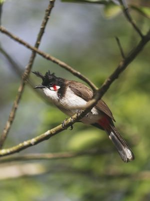 BIRD WATCH 01