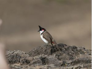 BIRD WATCH 02