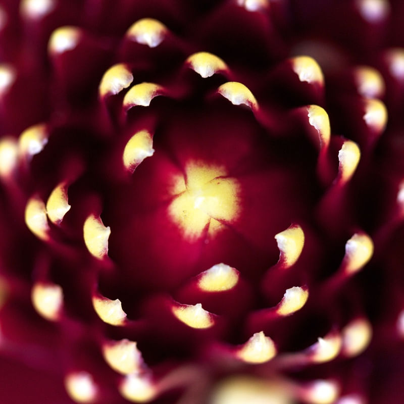 PONTAS AMARELAS EM UMA FLOR VERMELHA