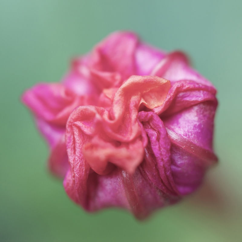BOTÃO DE FLOR ROSA