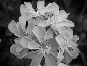 FLORES PB H