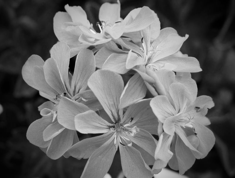 FLORES PB H