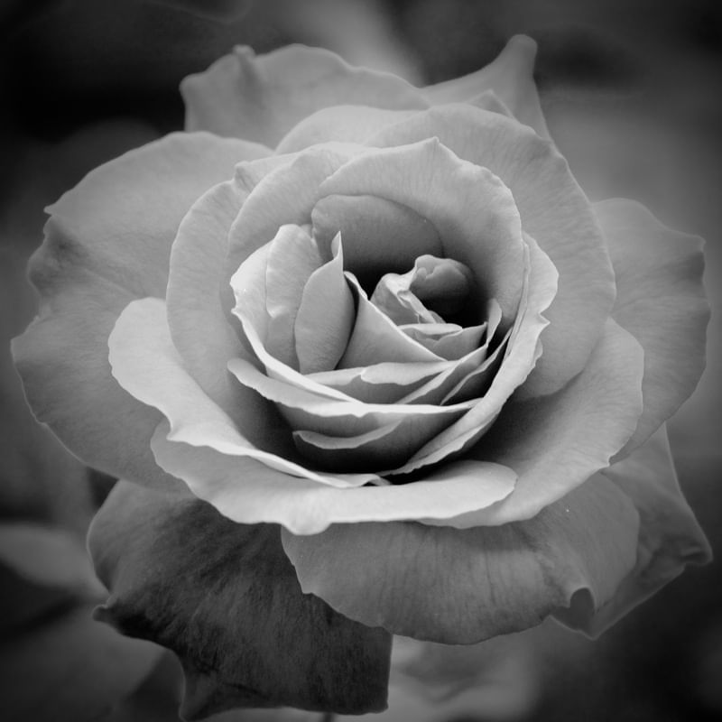 ROSA PB Q