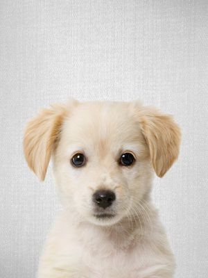 GOLDEN RETRIEVER PUPPY - COLORFUL