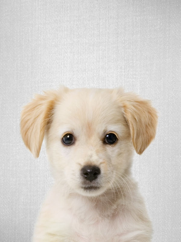 GOLDEN RETRIEVER PUPPY - COLORFUL