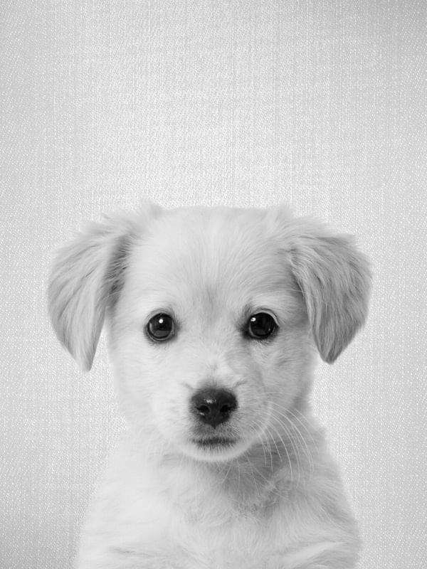 GOLDEN RETRIEVER PUPPY - BLACK & WHITE