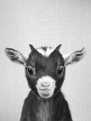 BABY GOAT - BLACK & WHITE