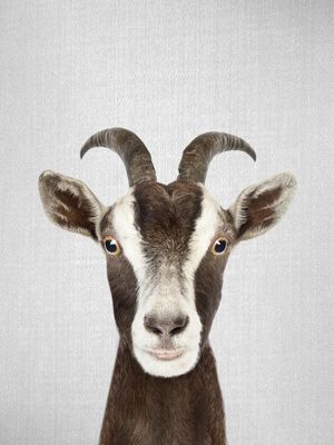 GOAT - COLORFUL