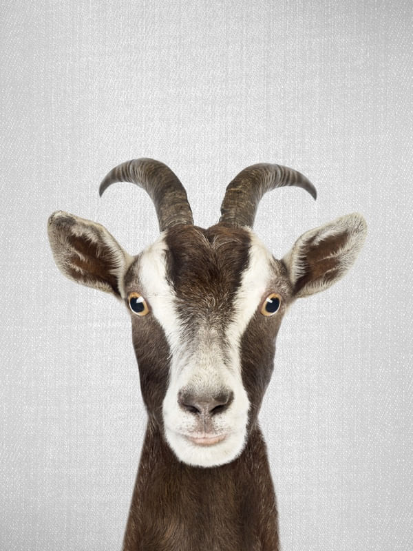 GOAT - COLORFUL
