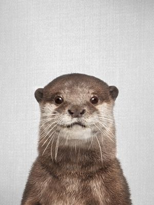 OTTER - COLORFUL