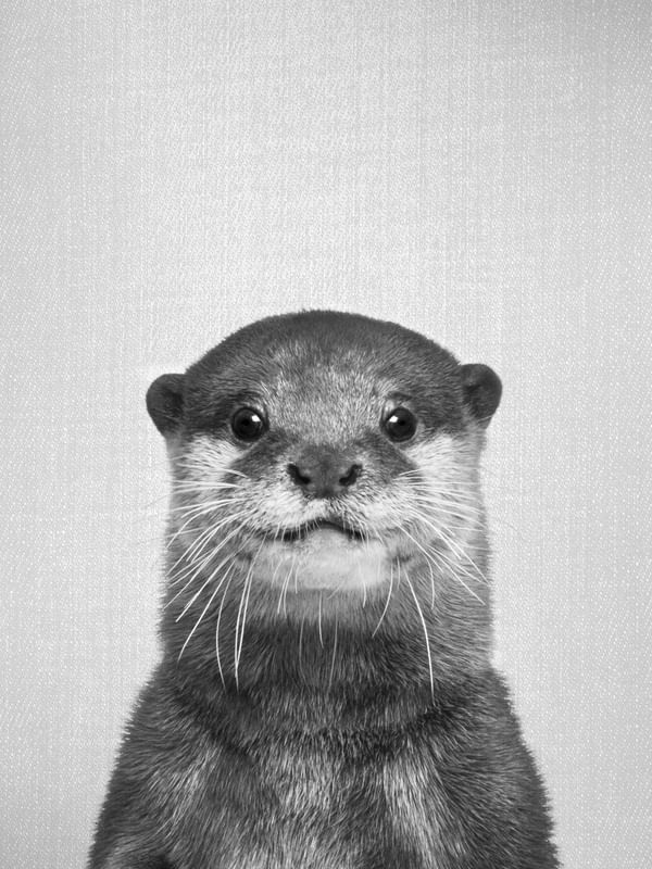 OTTER - BLACK & WHITE