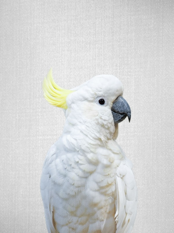 WHITE COCKATOO - COLORFUL