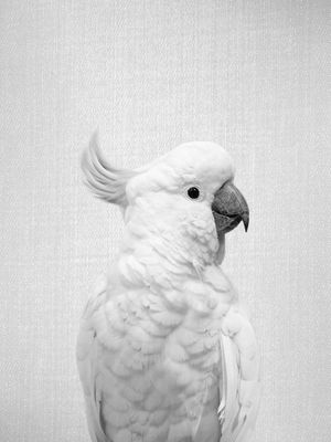 WHITE COCKATOO - BLACK & WHITE