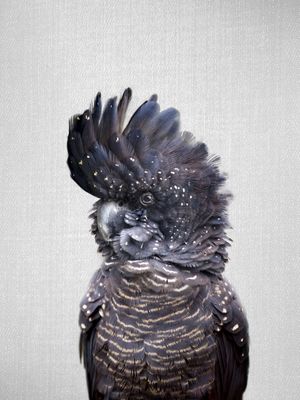 BLACK COCKATOO - COLORFUL