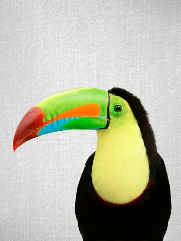TOUCAN - COLORFUL