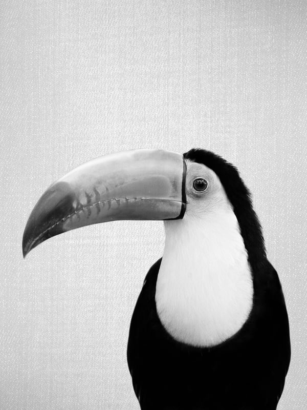 TOUCAN - BLACK & WHITE
