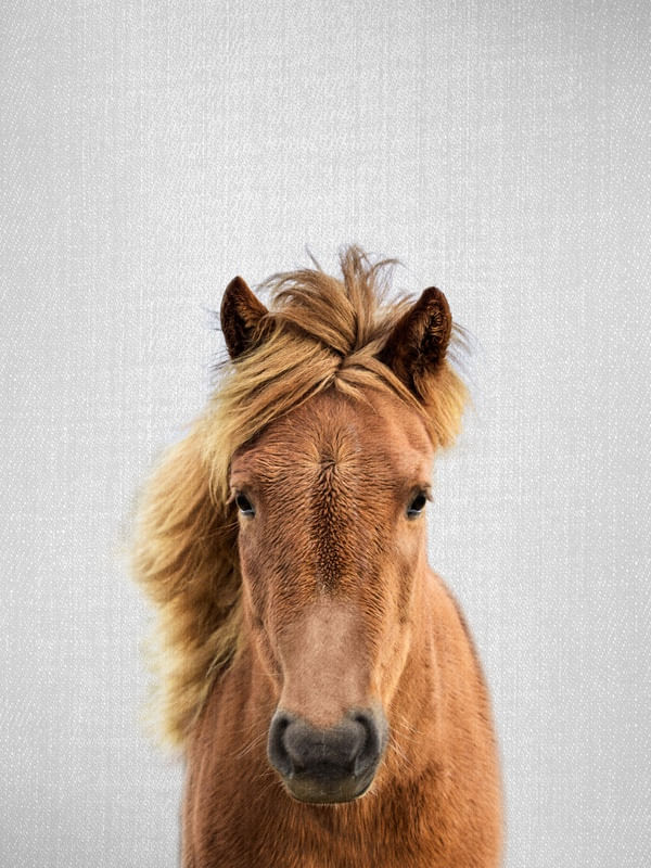 HORSE - COLORFUL