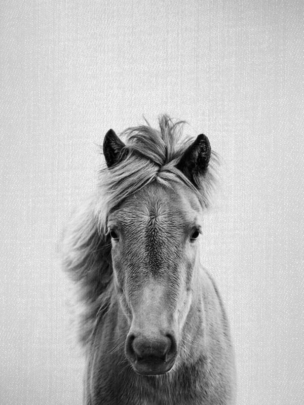 HORSE - BLACK & WHITE