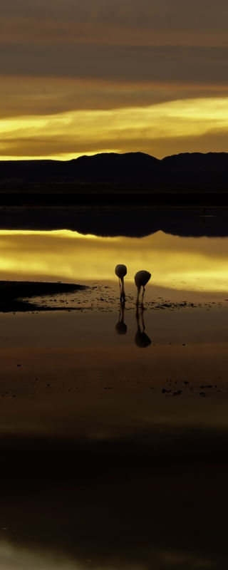 GOLDEN SUNSET