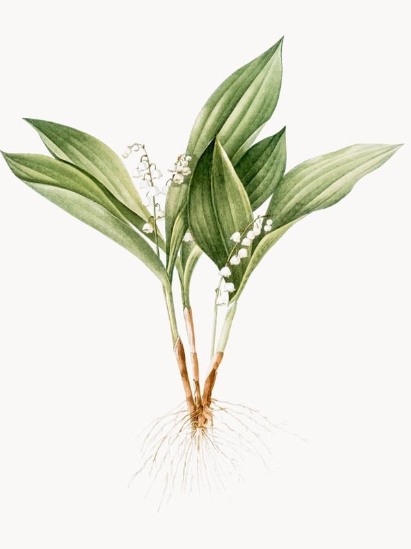 FOLHAS, FLORES E RAÍZES