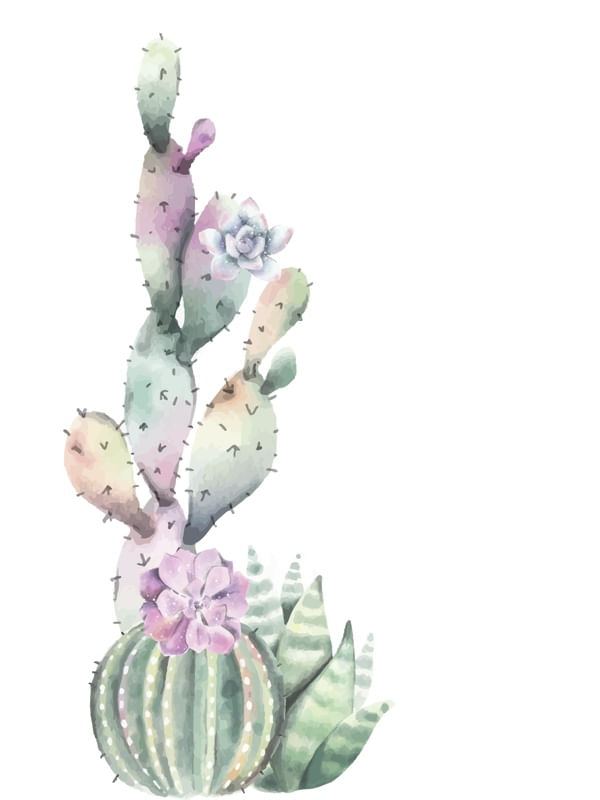 TRIO DE CACTOS E FLOR