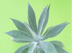 AGAVE ATTENUATA