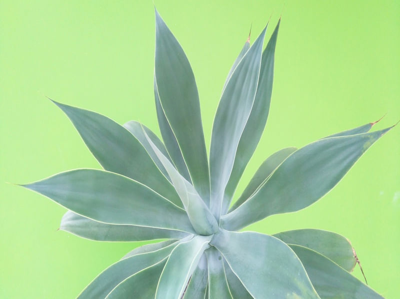 AGAVE ATTENUATA