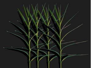 STALKS